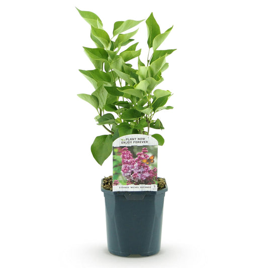 Syringa vulgaris Michel Buchner - Common Lilac -  Pink - 1 Pflanze - Topf 17cm - Höhe 45cm