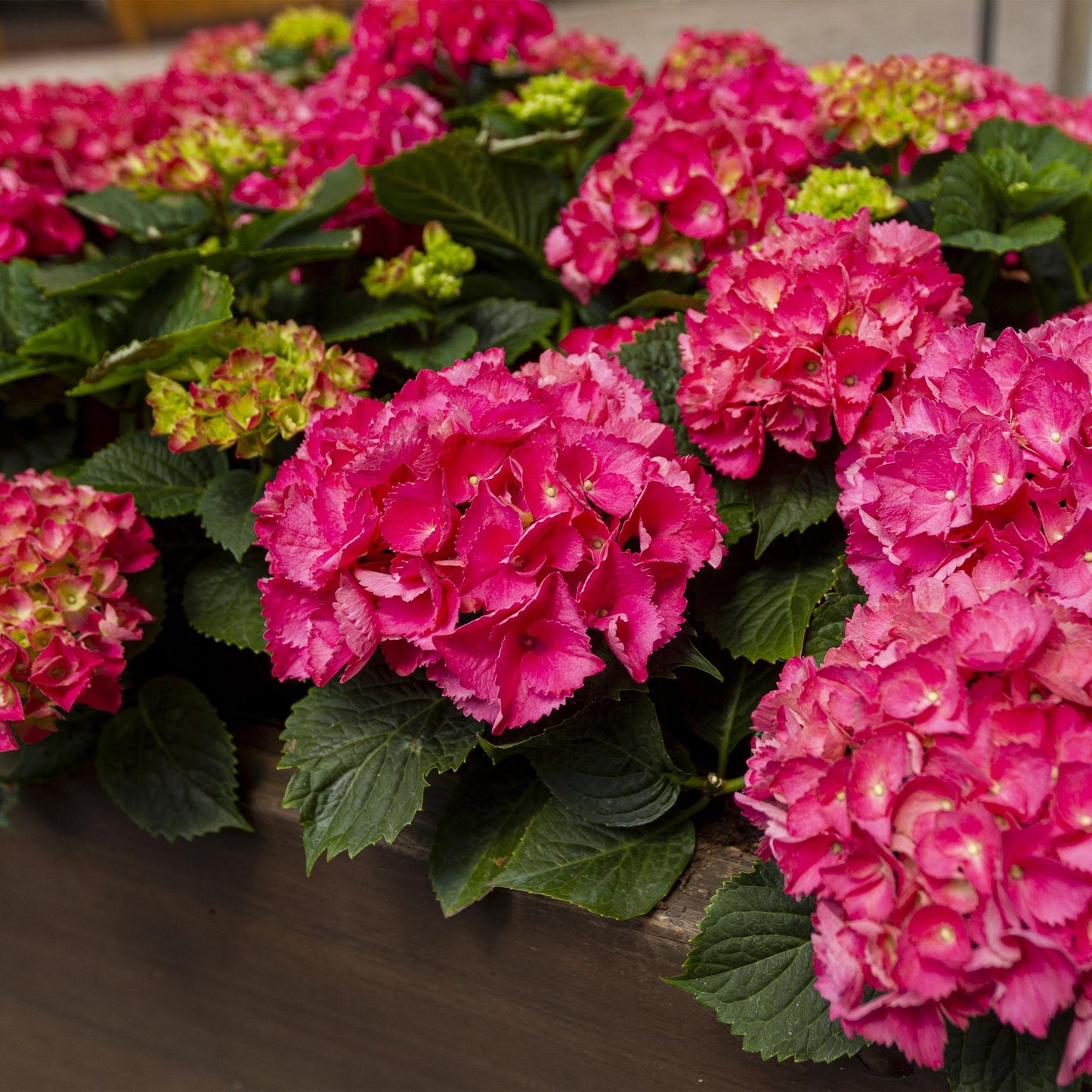 Hortensie - Hydrangea macrophylla Rot - Blume Rot - 3 Pflanzen - 1 m2 - Laubabwerfend - Wenig Pflege - Topf 17cm Höhe 30cm