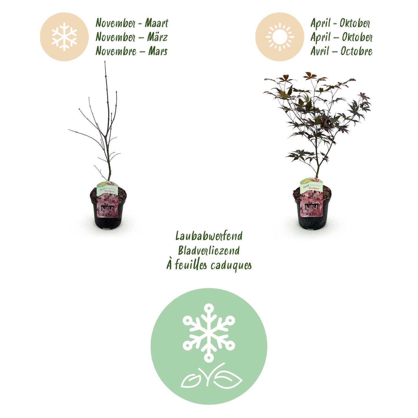 Japanischer Ahorn - Acer palmatum Bloodgood - Rot- 1 Pflanze - Laubabwerfend - Topf 19cm Höhe 70cm
