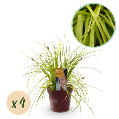 Ziergräser - Carex oshimensis Everillo - Gelb - 4 Pflanzen - Immergrün - Wenig Pflege - Topf 17cm Höhe 50cm