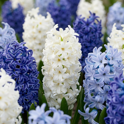 20x Hyacinthus Blue water mix - Blue water mix hyacinth - Blue - Spring bloomer