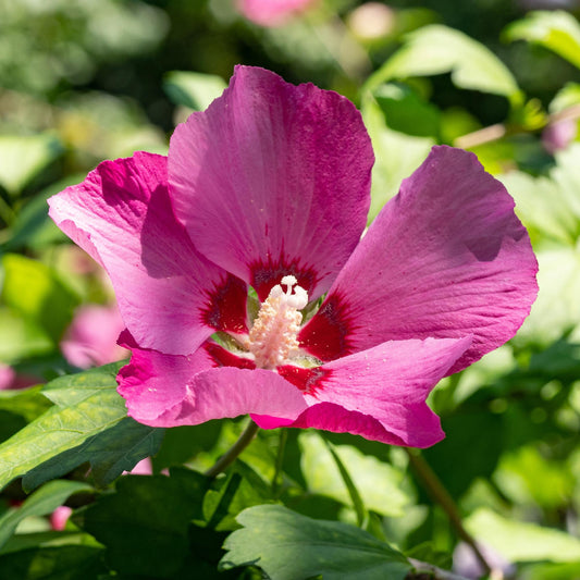 Hibiscus syriacus Woodbridge - Garden Hibiscus - Hardy - Pink - 3 Plants - Pot 17cm - Height 45cm