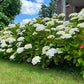 Hortensie - Hydrangea macrophylla Blau - Blüte Weiß - 1 Pflanze - Laubabwerfend - Wenig Pflege - Topf 17cm Höhe 30cm