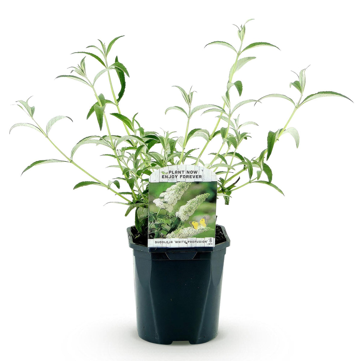 Schmetterlingsstrauch - Buddleja davidii White Profusion - Winterhart - Weiß - 1 Pflanze - Topf 17cm - Höhe 45cm