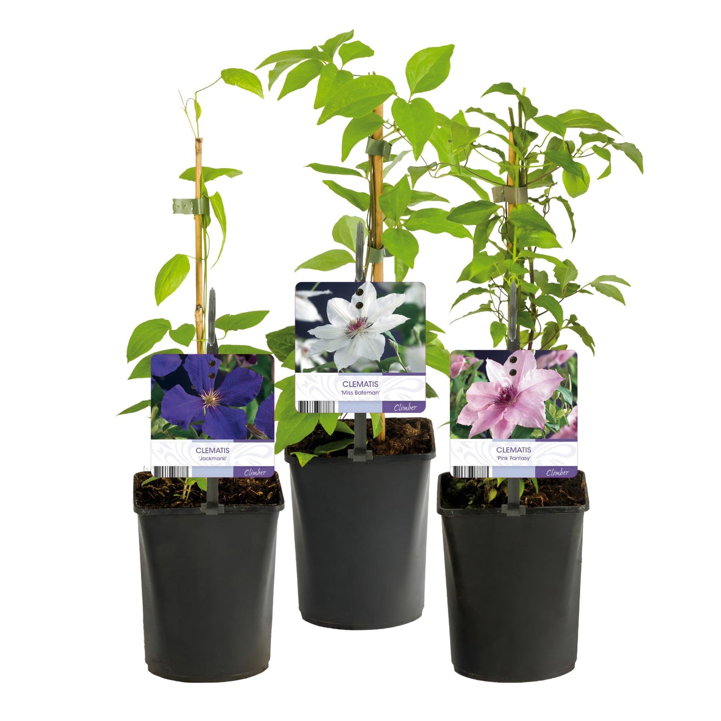 Kletterpflanze - Clematis Tricolour - Blüte Rosa Weiß Lila - Wenig Pflege - 3 Pflanzen - Topf 11cm Höhe 40cm GreenboutiQ - Kletterpflanze - Clematis Rainbow - Blüte Rosa Weiß Lila Rot - Wenig Pflege - 4 Pflanzen - Topf 11cm Höhe 40cm"