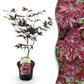 Japanischer Ahorn - Acer palmatum Bloodgood - Rot- 1 Pflanze - Laubabwerfend - Topf 19cm Höhe 70cm