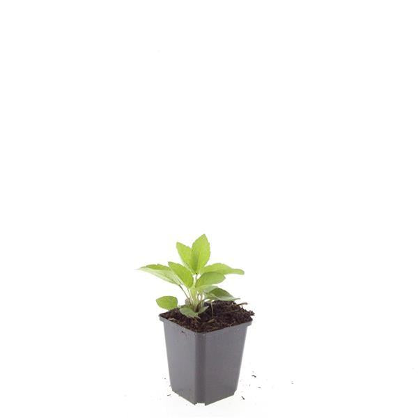 Rudbeckia fulgida 'Goldsturm' - ↕10-25cm - Ø9cm 24x