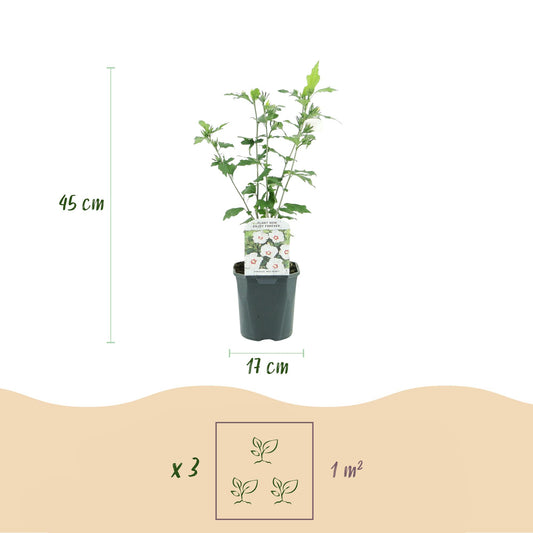 Hibiscus syriacus Red Heart - Garden Hibiscus - Hardy - White - Red - 3 Plants - Pot 17cm - Height 45cm