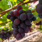 Obstpflanze - Vitis vinifera Vanessa - Weintraubenpflanze - Tafeltraube - Blaue Traube - 2 Pflanzen - Topf 15cm - Höhe 50cm