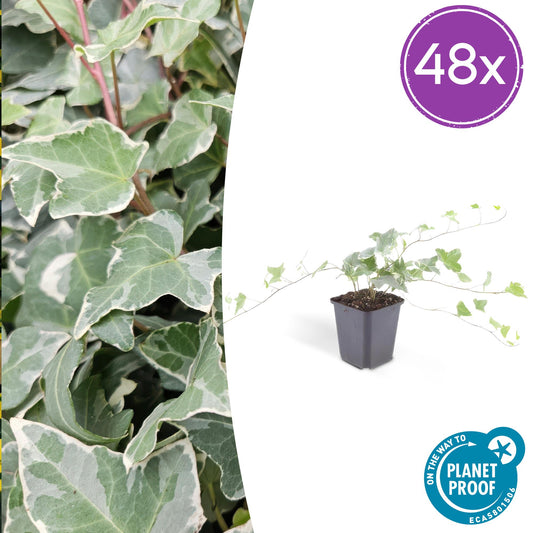 Hedera helix 'Glacier' - 48x - ↕10-25cm - Ø9cm