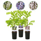 Blauregen - Wisteria floribunda Tricolour - Blumen Blau Rosa Weiß - 3 Pflanzen - Topf 11cm Höhe 40cm