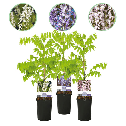 Blauregen - Wisteria floribunda Tricolour - Blumen Blau Rosa Weiß - 3 Pflanzen - Topf 11cm Höhe 40cm