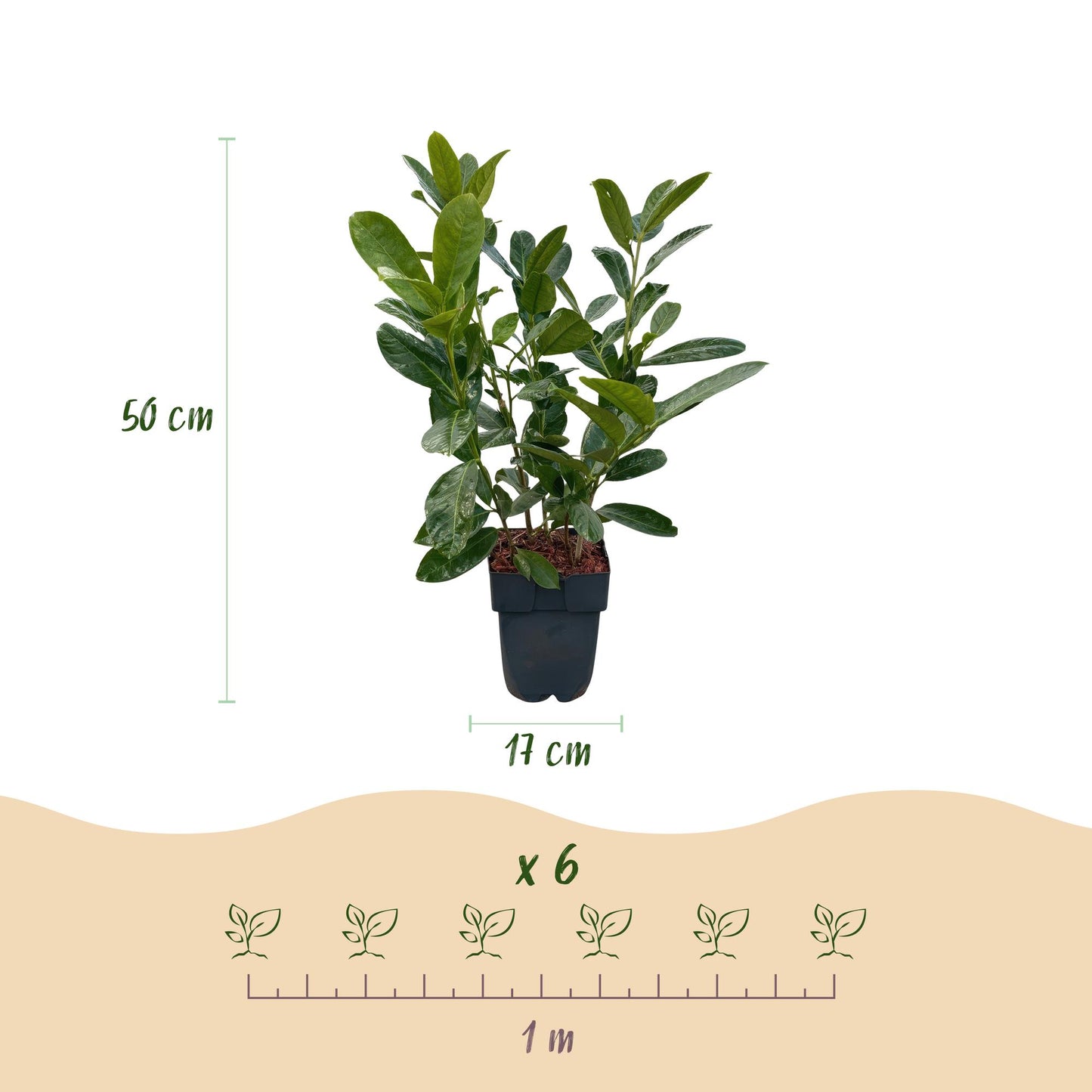 Heckenpflanzen - Prunus laurocerasus Rotundifolia - Blatt grün - 6 Pflanzen - 1 laufender Meter - immergrün - Topf 17cm Höhe 50cm