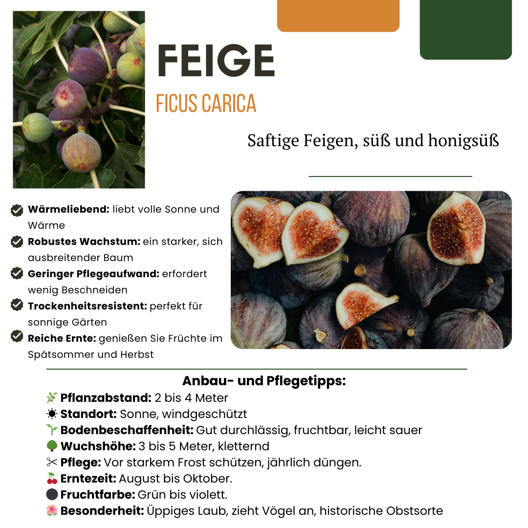 3 x Bio-Feigenbäume – Ø 13 cm – ↨ 20 cm