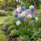15x Allium Buzzing Beauties - Zierlauch Buzzing Beauties - Diverses - Sommerblüher - Zwiebelgröße 6/7