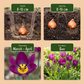 25x Tulipa Persian Pearl - Tulipa Persian Pearl - Lila - Frühlingsblüher - Zwiebelgröße 6/7