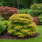 Japanischer Ahorn - Acer palmatum Methamorphosa - Grün - 1 Pflanze - Laubabwerfend - Topf 19cm Höhe 70cm