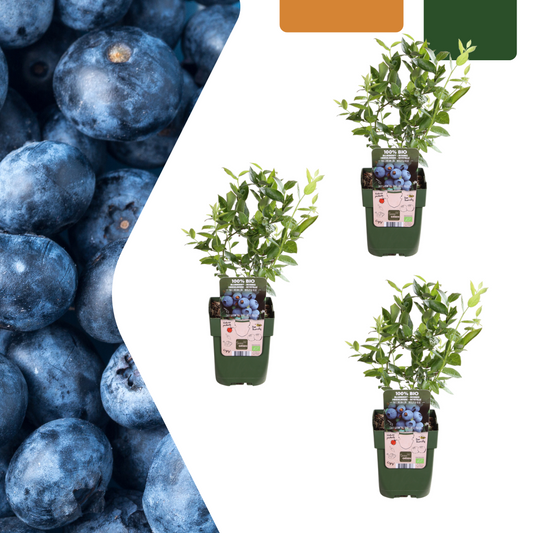 3 x Heidelbeerpflanzen BIO – Ø 13 cm – ↨ 20 cm