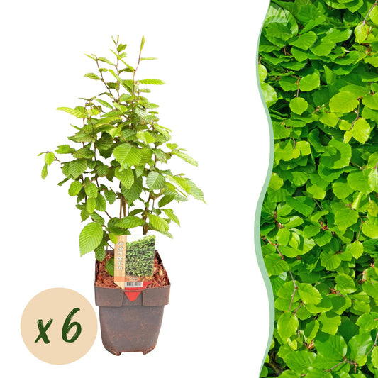 Heckenpflanzen - Carpinus betulus - Blatt grün - 6 Pflanzen - 1 laufender Meter - laubabwerfend - Topf 17cm Höhe 55cm
