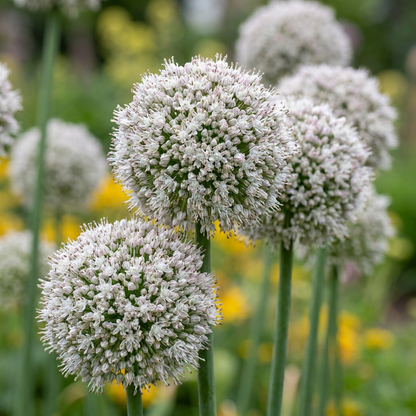 40x Allium Ping Pong - Kugellauch Ping Pong - Weiß - Sommerblüher - Zwiebelgröße 6/7