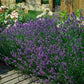 Lavandula ang. 'Munstead' - ↕10-25cm - Ø9cm - 48x