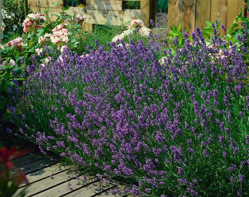 Lavandula ang. 'Munstead' - ↕10-25cm - Ø9cm - 48x