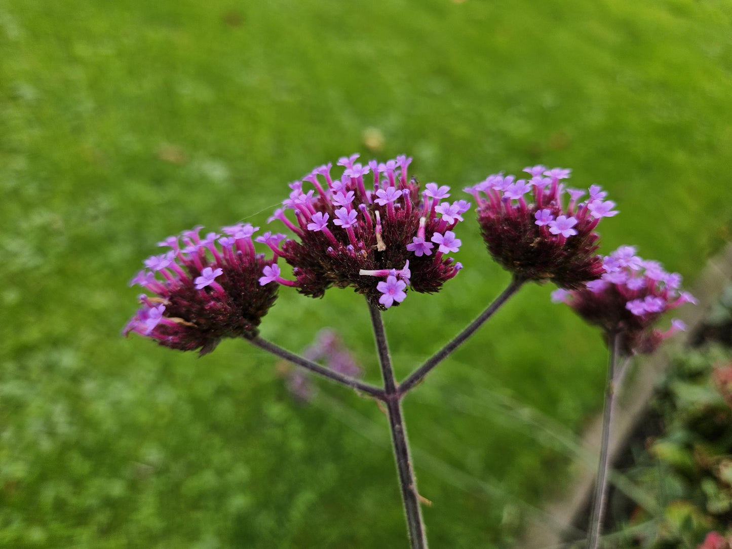Verbena bon. 'Lollipop' - ↕10-25cm - Ø9cm - 48x
