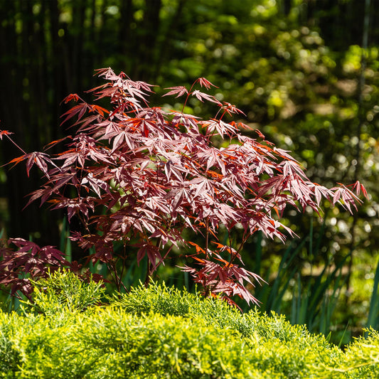 Japanischer Ahorn - Acer palmatum Atropurpureum - Lila - 1 Pflanze - Laubabwerfend - Topf 19cm Höhe 70cm