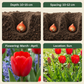 30x Tulipa Triumph Red - Triumph tulip - Red - Spring bloomer