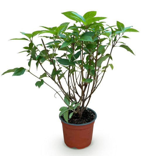 Hydrangea panniculata Limelight - Rispenhortensie - Winterhart - Limettengrün - 1 Pflanze - Topf 12cm - Höhe 20-30cm