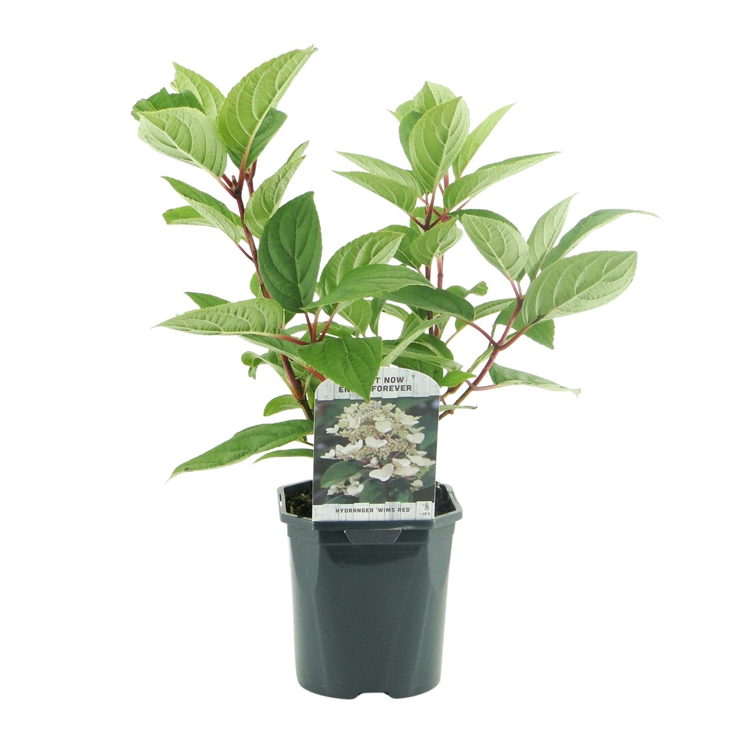 Rispenhortensie - Hydrangea panniculata Wims Red - Blüte Weiß Rot - 3 Pflanzen - 1 m2 - Laubabwerfend - Große Blüten - Topf 17cm Höhe 50cm