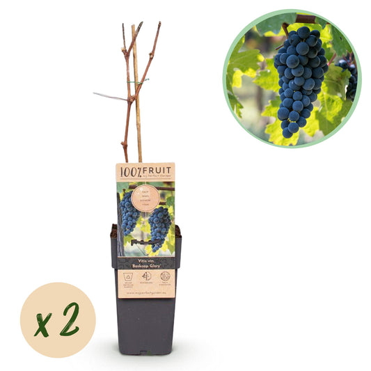 Obstpflanze - Vitis vinifera Boskoop Glory - Weinrebe - Winterhart - Blaue Traube - 2 Pflanzen - Topf 15cm - Höhe 50cm