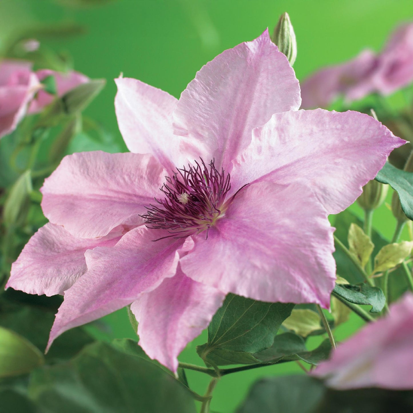 Kletterpflanze - Clematis Pink Fantasy - Blüte Rosa - Wenig Pflege - 2 Pflanzen - Topf 11cm Höhe 40cm