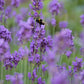 Lavandula ang. 'Munstead' - ↕10-25cm - Ø9cm - 48x