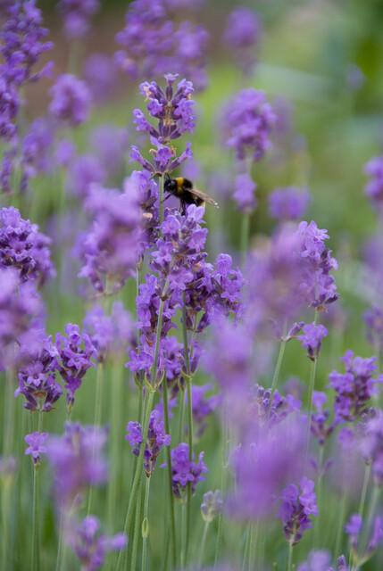 Lavandula ang. 'Munstead' - ↕10-25cm - Ø9cm - 48x