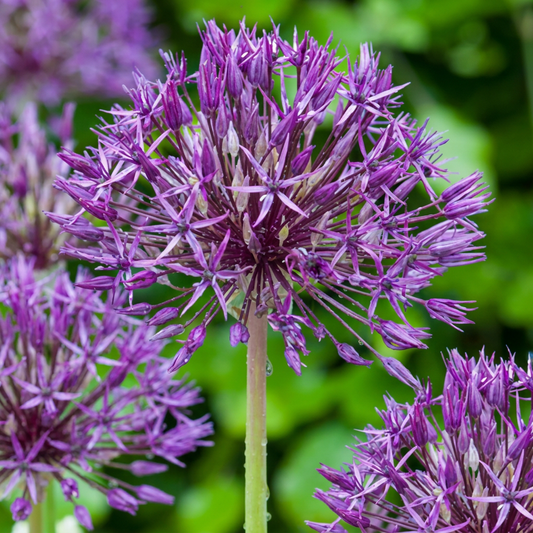 40x Allium Purple Rain - Zierlauch Purple Rain - Lila - Sommerblüher