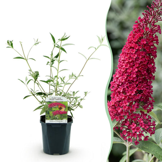 Schmetterlingsstrauch - Buddleja davidii Royal Red - Winterhart - Rot - 1 Pflanze - Topf 17cm - Höhe 45cm
