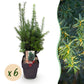 Heckenpflanzen - Taxus media Hilii - Blatt grün - 6 Pflanzen - 1 laufender Meter - immergrün - Topf 17cm Höhe 60cm