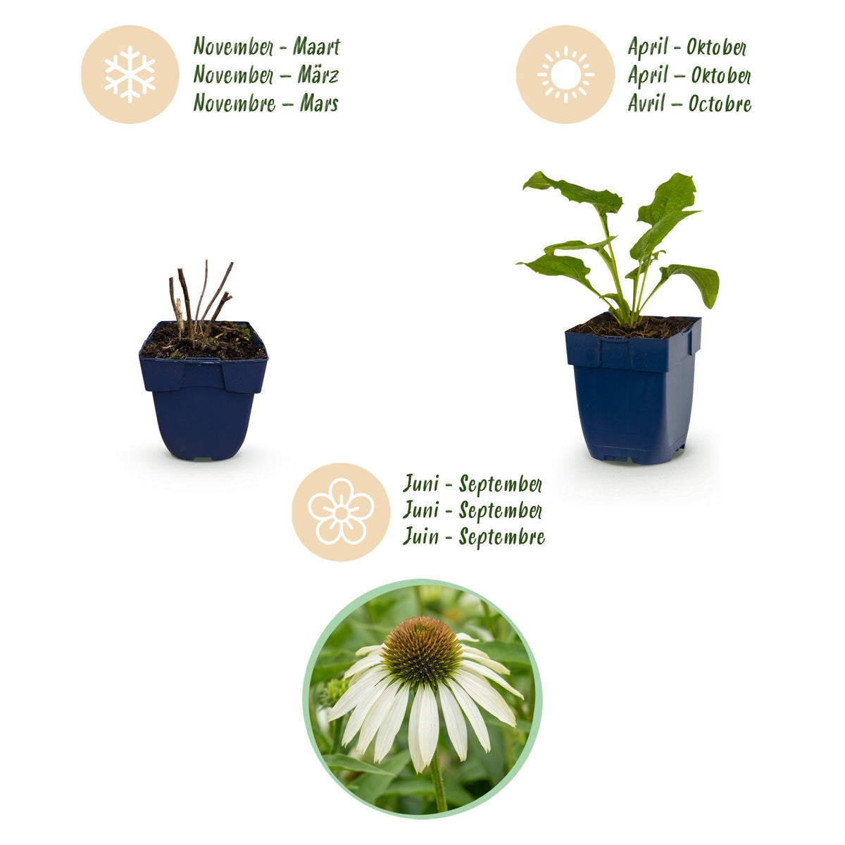 Sonnenhut - Echinacea purp. Alba - Bienen- und Schmetterlingszieher - Weiß - 1 Pflanzen - Topf 11cm - Höhe 15-25cm