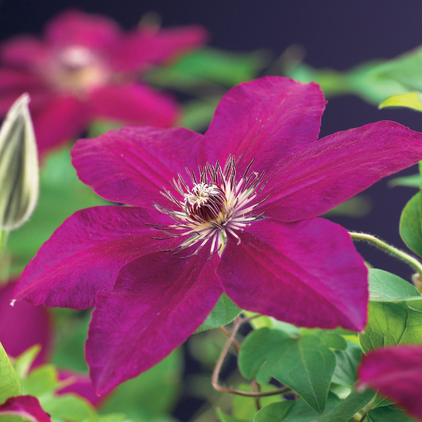 Kletterpflanze - Clematis Westerplatte - Blüte Rot - Pflegeleicht - 2 Pflanzen - Topf 11cm Höhe 40cm