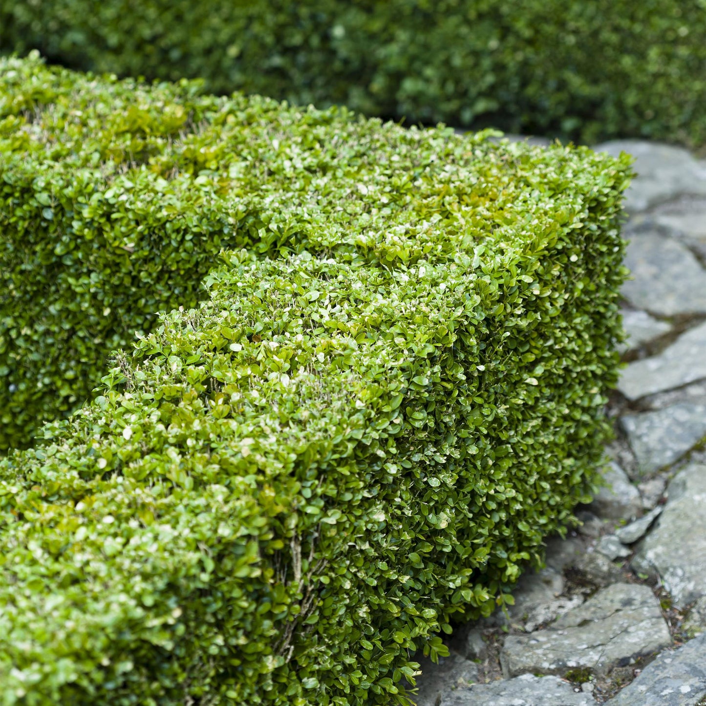 Heckenpflanzen - Buxus sempervirens - Blatt grün - 8 Pflanzen - 1 laufender Meter - immergrün - Topf 9cm Höhe 20-25cm