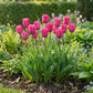 15x Tulipa Triumph Pink - Triumph-Tulpe - Rosa - Frühlingsblüher - Zwiebelgröße 11/12