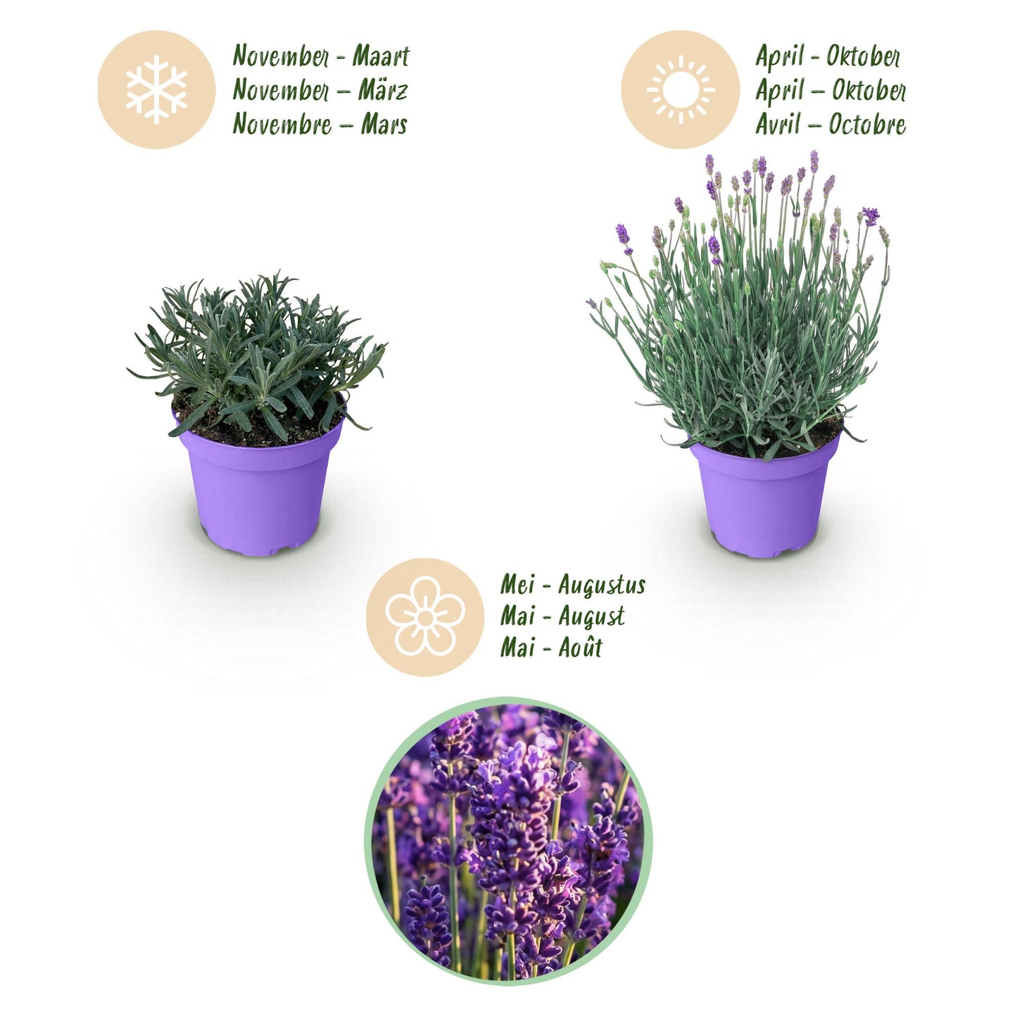 Lavandula angustifolia Munstead - Lavendel - Winterhart - Lila - 9 Pflanzen - Topf 12cm - Höhe 15-25cm