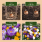 120x Crocus Large Flowering Mix - Large Flowering Crocus Mix - Miscellaneous