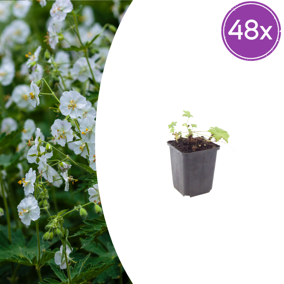 48x Geranium macr. 'White Ness' - ↕10-25cm - Ø9cm
