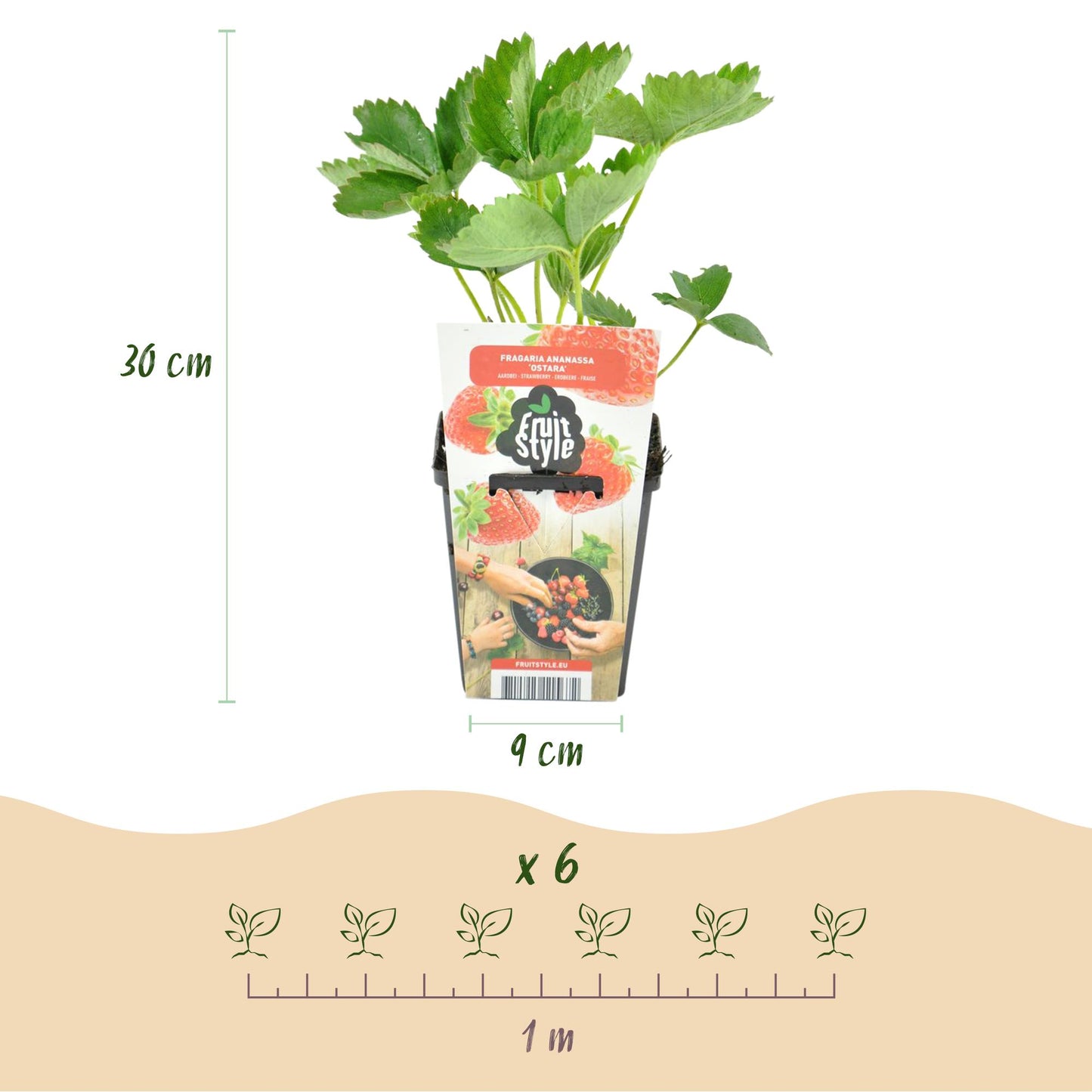 Obstpflanzen - Erdbeere - Fragaria Elsanta - Winterhart - 3 Pflanzen - Topf 9 cm - Rote Erdbeere