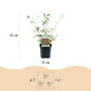 Schmetterlingsstrauch - Buddleja davidii Royal Red - Winter Hardy - Red - 3 Plants - Pot 17cm - Height 45cm