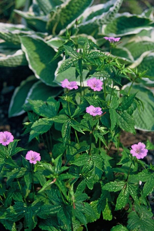 24x Geranium nodosum - ↕10-25cm - Ø9cm