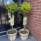 Stamm Pflanze - Euonymus fortunei Emerald n Gold - Terrassen Pflanze - Immergrün - Winterhart - Grün-Gelbe Blätter - Topf 19cm Höhe 90cm