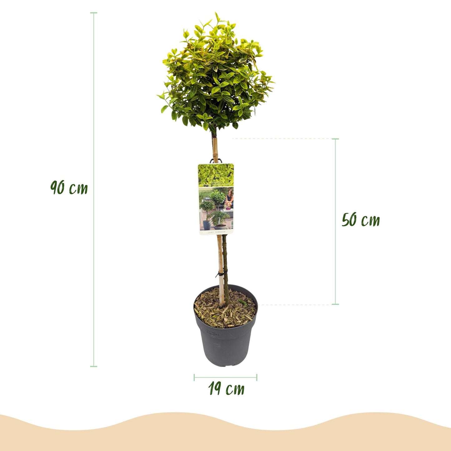 Stamm Pflanze - Euonymus fortunei Emerald n Gold - Terrassen Pflanze - Immergrün - Winterhart - Grün-Gelbe Blätter - Topf 19cm Höhe 90cm